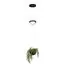 LOFT IT 10121/B  Подвесной светильник Jardin