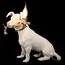 LOFT IT 10312 White Настольная лампа Dog, изображение 6