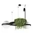 LOFT IT 10121/2 Подвесной светильник Jardin, изображение 3