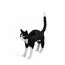 Seletti 00125761; 15042 Настольная лампа Jobby The Cat Black and White, изображение 3