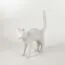 Seletti 00125760; 15040 Настольная лампа Jobby The Cat White, изображение 7