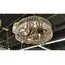 Newport 10125+3/C gold new; М0065934 Люстра gold new, изображение 4