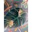 Seletti 00134139; 15092 Настенный светильник Chameleon Going Up USB, изображение 9