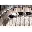 Delight Collection KG0907P-6 nickel Люстра Tiziano 6 nickel, изображение 5