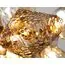 Delight Collection 8898P/AL gold/smoky Люстра, изображение 8